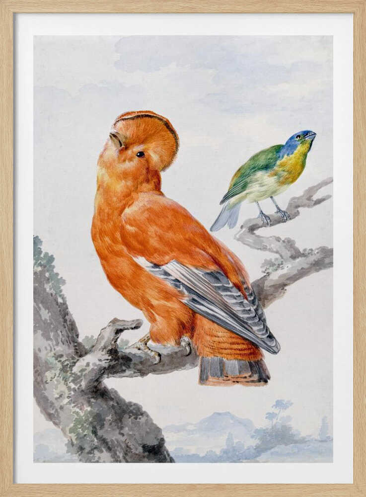 A vintage watercolor painting of two exotic birds on a tree branch. In the foreground, a large, vibrant orange Guianan cock-of-the-rock with a prominent crest looks upward. Behind it, a smaller Green Honeycreeper with a blue head and green feathers is perched. The background is a soft, muted landscape. Decor