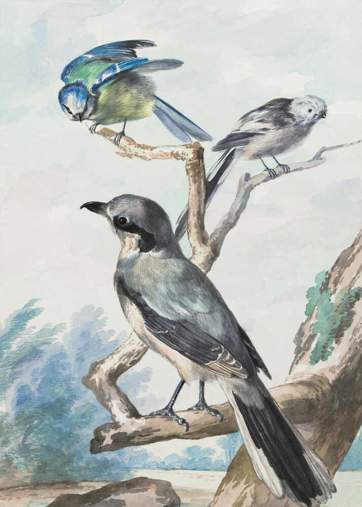 A vintage watercolor illustration of three birds perched on tree branches against a soft landscape background. A large grey shrike is in the foreground, with a smaller blue tit and a long-tailed tit on branches above it. The artwork is presented in a black frame. Decor