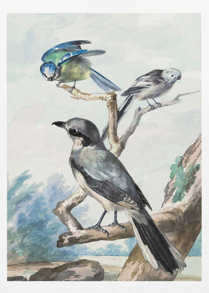 A vintage watercolor illustration of three birds perched on tree branches against a soft landscape background. A large grey shrike is in the foreground, with a smaller blue tit and a long-tailed tit on branches above it. The artwork is presented in a black frame. Decor