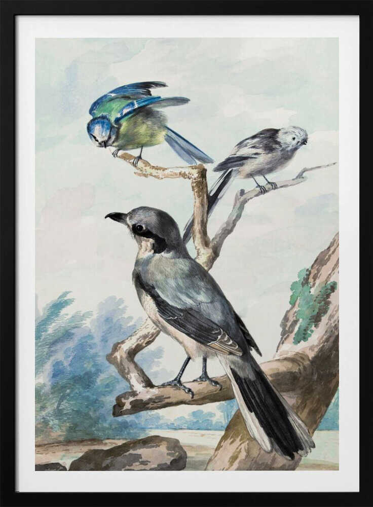 A vintage watercolor illustration of three birds perched on tree branches against a soft landscape background. A large grey shrike is in the foreground, with a smaller blue tit and a long-tailed tit on branches above it. The artwork is presented in a black frame. Decor
