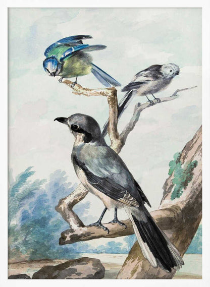 A vintage watercolor illustration of three birds perched on tree branches against a soft landscape background. A large grey shrike is in the foreground, with a smaller blue tit and a long-tailed tit on branches above it. The artwork is presented in a black frame. Decor