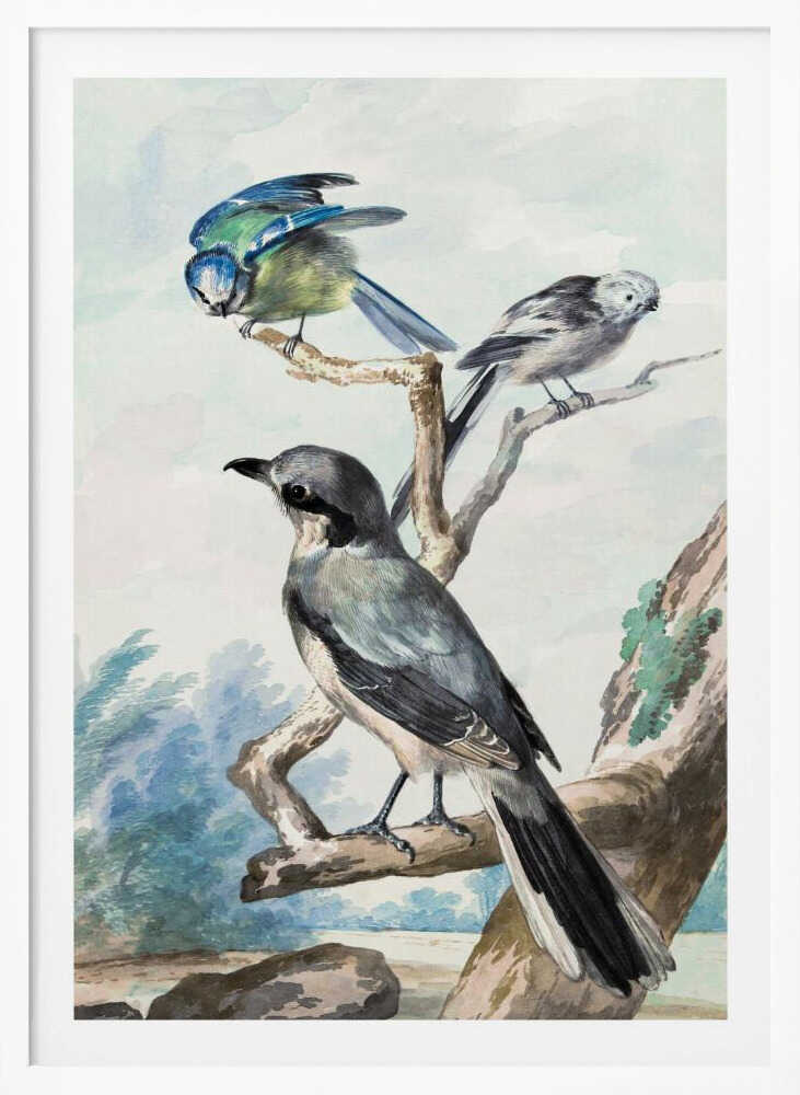 A vintage watercolor illustration of three birds perched on tree branches against a soft landscape background. A large grey shrike is in the foreground, with a smaller blue tit and a long-tailed tit on branches above it. The artwork is presented in a black frame. Decor