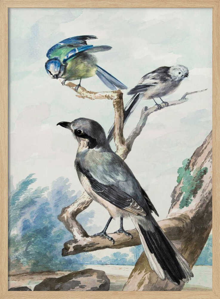 A vintage watercolor illustration of three birds perched on tree branches against a soft landscape background. A large grey shrike is in the foreground, with a smaller blue tit and a long-tailed tit on branches above it. The artwork is presented in a black frame. Decor