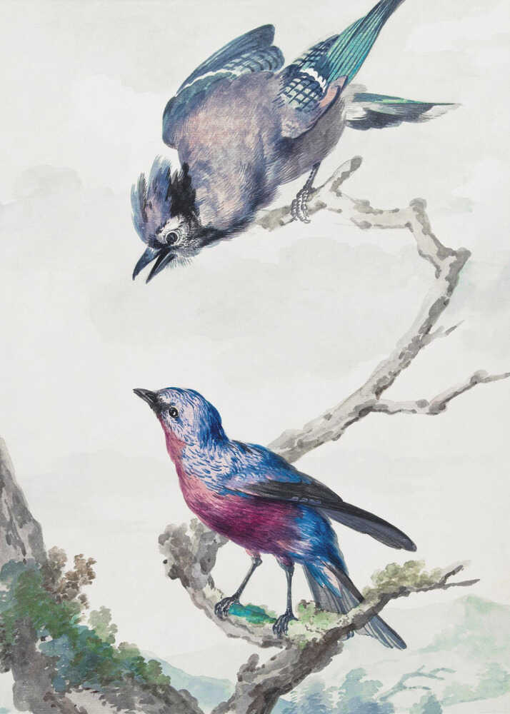 A vintage-style ornithological illustration of two birds on a dead branch against a soft, light background. On top, a blue jay with its wings slightly spread leans downward. Below, a vibrant bird with blue and magenta feathers looks upward. The artwork is presented in a simple black frame. Poster