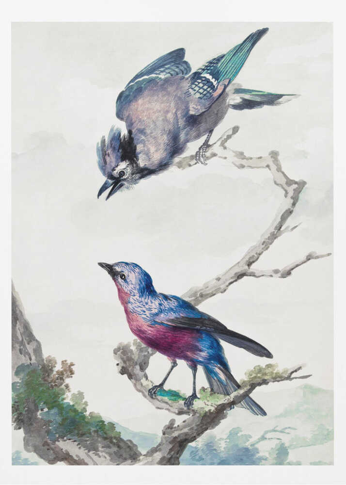 A vintage-style ornithological illustration of two birds on a dead branch against a soft, light background. On top, a blue jay with its wings slightly spread leans downward. Below, a vibrant bird with blue and magenta feathers looks upward. The artwork is presented in a simple black frame. Poster