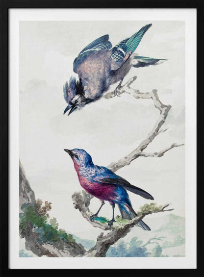 A vintage-style ornithological illustration of two birds on a dead branch against a soft, light background. On top, a blue jay with its wings slightly spread leans downward. Below, a vibrant bird with blue and magenta feathers looks upward. The artwork is presented in a simple black frame. Poster