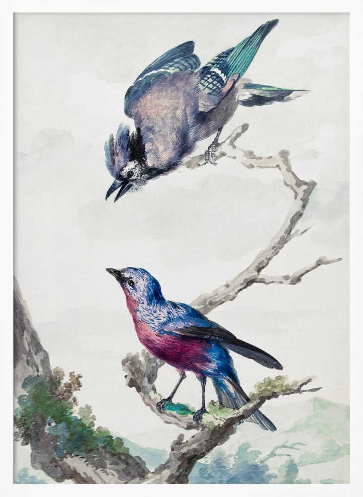 A vintage-style ornithological illustration of two birds on a dead branch against a soft, light background. On top, a blue jay with its wings slightly spread leans downward. Below, a vibrant bird with blue and magenta feathers looks upward. The artwork is presented in a simple black frame. Poster