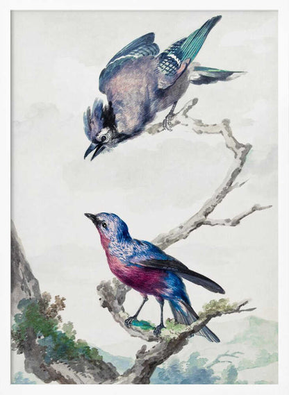 A vintage-style ornithological illustration of two birds on a dead branch against a soft, light background. On top, a blue jay with its wings slightly spread leans downward. Below, a vibrant bird with blue and magenta feathers looks upward. The artwork is presented in a simple black frame. Poster