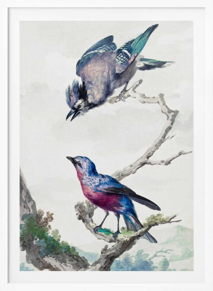 A vintage-style ornithological illustration of two birds on a dead branch against a soft, light background. On top, a blue jay with its wings slightly spread leans downward. Below, a vibrant bird with blue and magenta feathers looks upward. The artwork is presented in a simple black frame. Poster