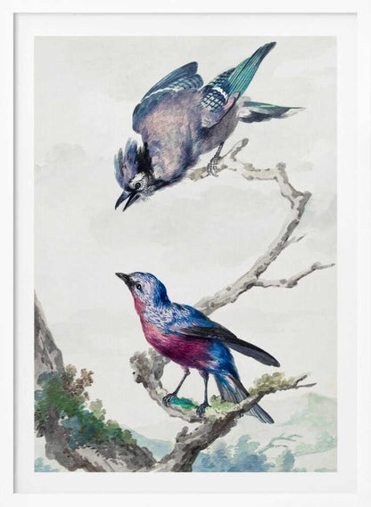 A vintage-style ornithological illustration of two birds on a dead branch against a soft, light background. On top, a blue jay with its wings slightly spread leans downward. Below, a vibrant bird with blue and magenta feathers looks upward. The artwork is presented in a simple black frame. Poster