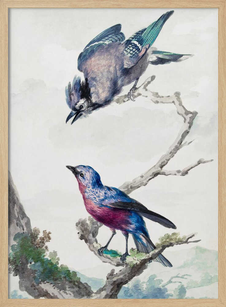 A vintage-style ornithological illustration of two birds on a dead branch against a soft, light background. On top, a blue jay with its wings slightly spread leans downward. Below, a vibrant bird with blue and magenta feathers looks upward. The artwork is presented in a simple black frame. Poster