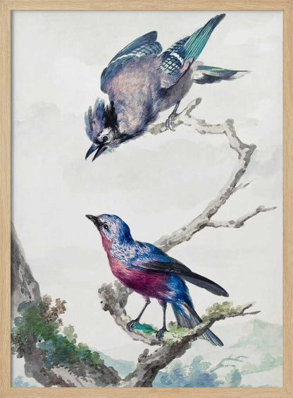 A vintage-style ornithological illustration of two birds on a dead branch against a soft, light background. On top, a blue jay with its wings slightly spread leans downward. Below, a vibrant bird with blue and magenta feathers looks upward. The artwork is presented in a simple black frame. Poster