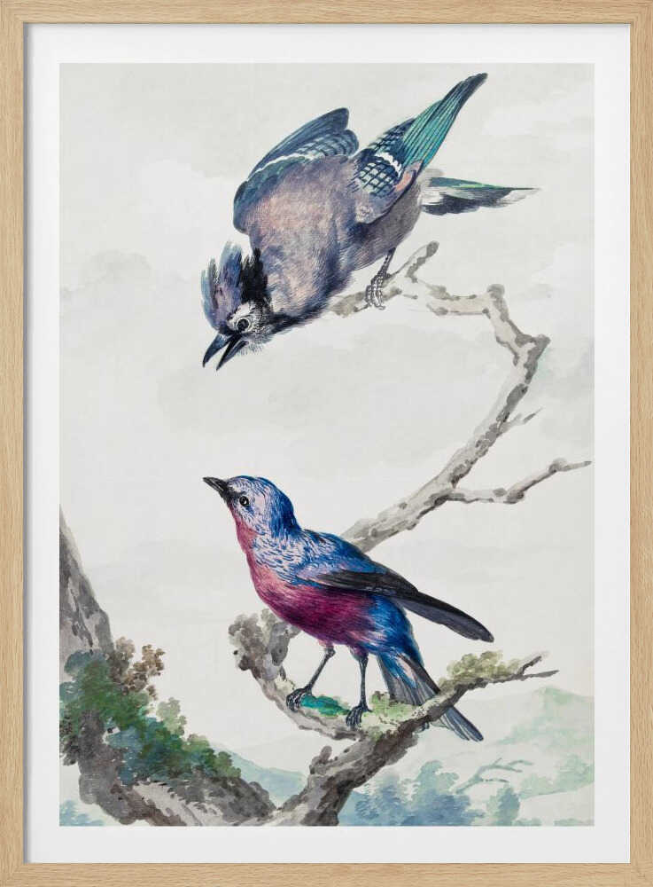 A vintage-style ornithological illustration of two birds on a dead branch against a soft, light background. On top, a blue jay with its wings slightly spread leans downward. Below, a vibrant bird with blue and magenta feathers looks upward. The artwork is presented in a simple black frame. Poster