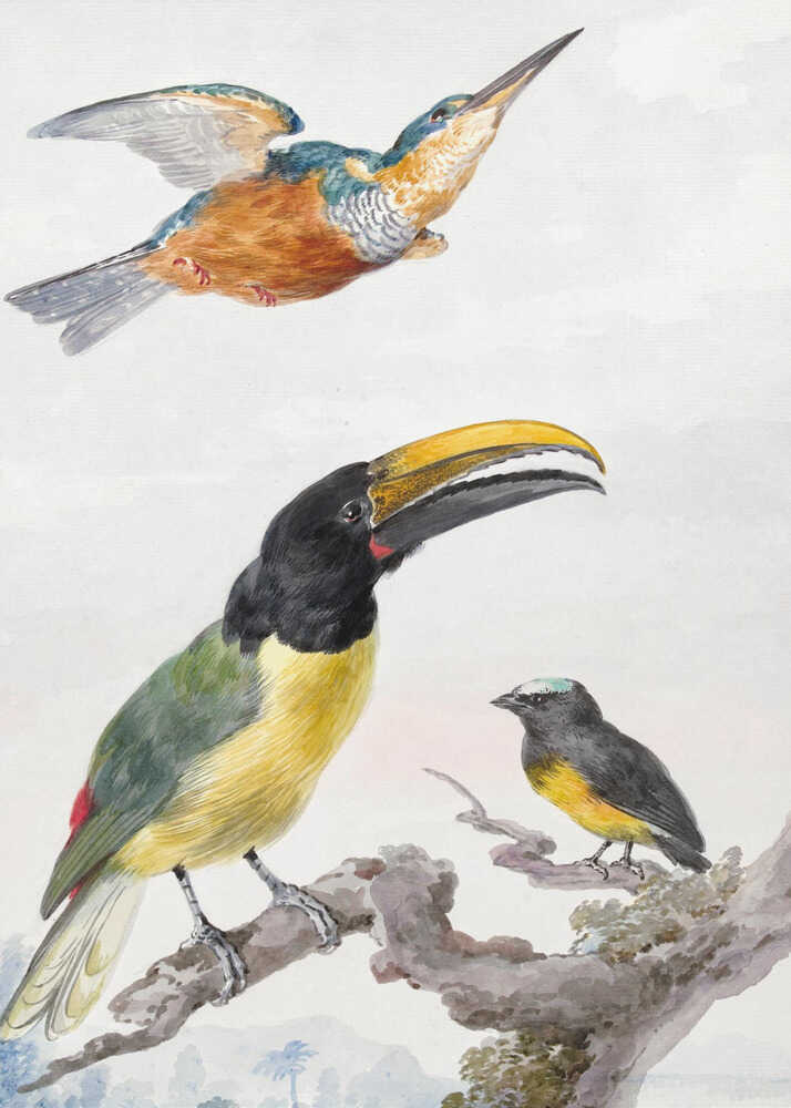 A vintage ornithological illustration of three colorful birds against a light background, framed in black. At the top, a kingfisher is depicted in flight. Below, a large toucan with a prominent yellow beak and a smaller bird are perched on a branch. Print