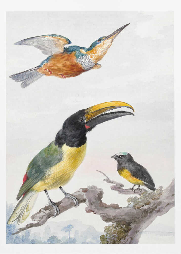 A vintage ornithological illustration of three colorful birds against a light background, framed in black. At the top, a kingfisher is depicted in flight. Below, a large toucan with a prominent yellow beak and a smaller bird are perched on a branch. Print
