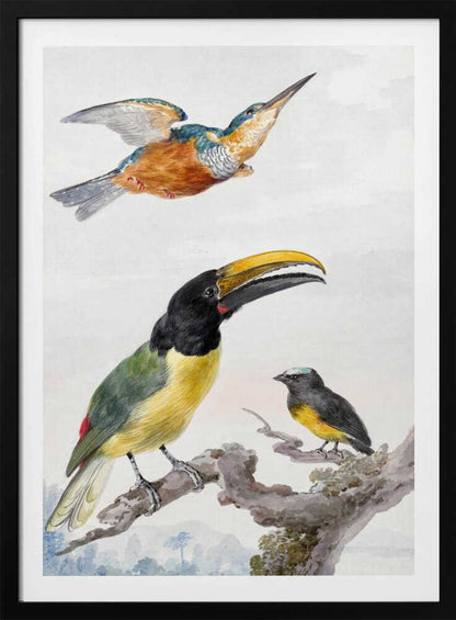 A vintage ornithological illustration of three colorful birds against a light background, framed in black. At the top, a kingfisher is depicted in flight. Below, a large toucan with a prominent yellow beak and a smaller bird are perched on a branch. Print