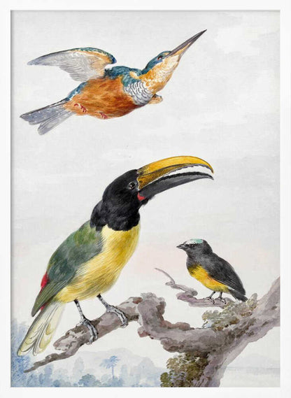 A vintage ornithological illustration of three colorful birds against a light background, framed in black. At the top, a kingfisher is depicted in flight. Below, a large toucan with a prominent yellow beak and a smaller bird are perched on a branch. Print