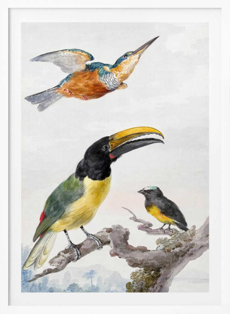 A vintage ornithological illustration of three colorful birds against a light background, framed in black. At the top, a kingfisher is depicted in flight. Below, a large toucan with a prominent yellow beak and a smaller bird are perched on a branch. Print