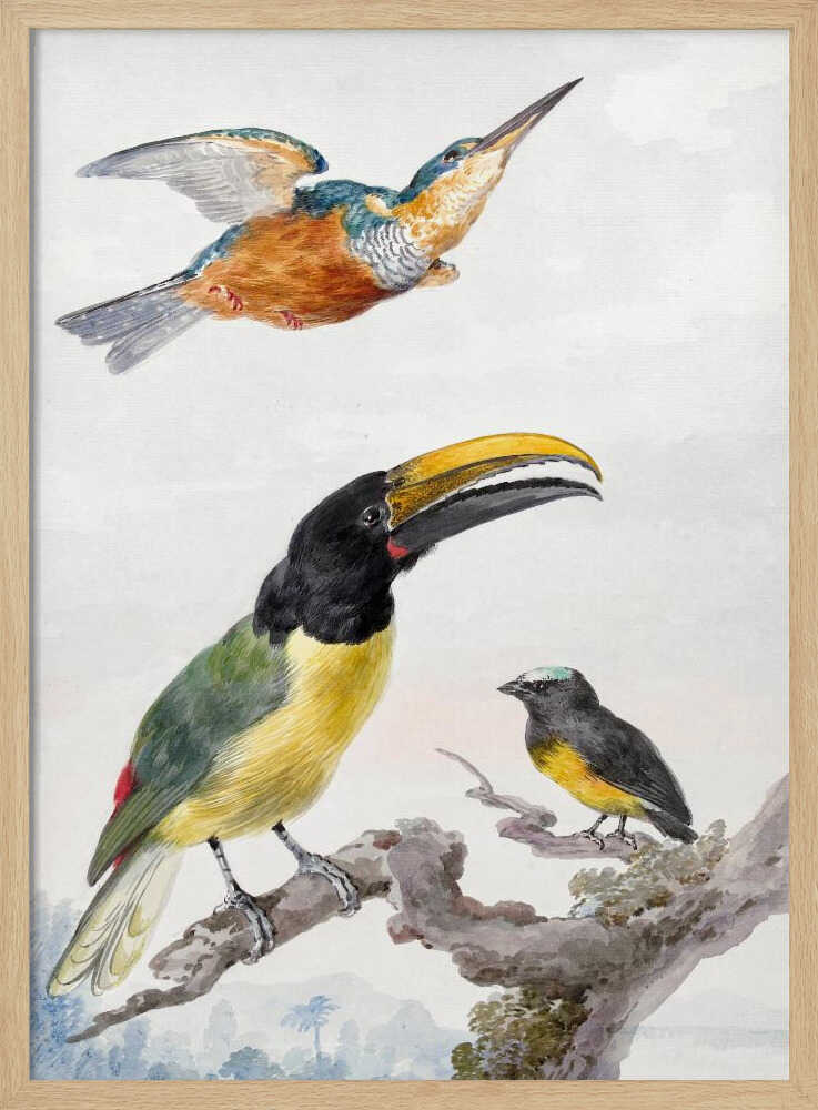 A vintage ornithological illustration of three colorful birds against a light background, framed in black. At the top, a kingfisher is depicted in flight. Below, a large toucan with a prominent yellow beak and a smaller bird are perched on a branch. Print