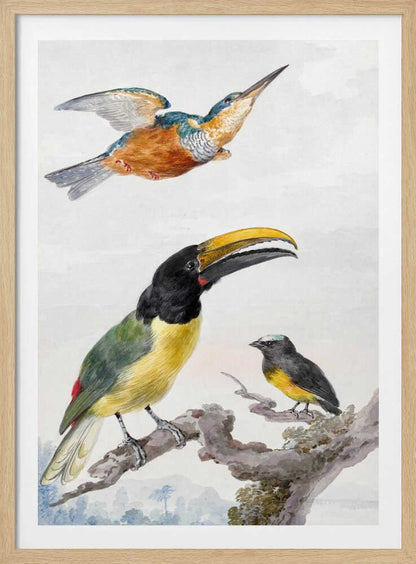 A vintage ornithological illustration of three colorful birds against a light background, framed in black. At the top, a kingfisher is depicted in flight. Below, a large toucan with a prominent yellow beak and a smaller bird are perched on a branch. Print
