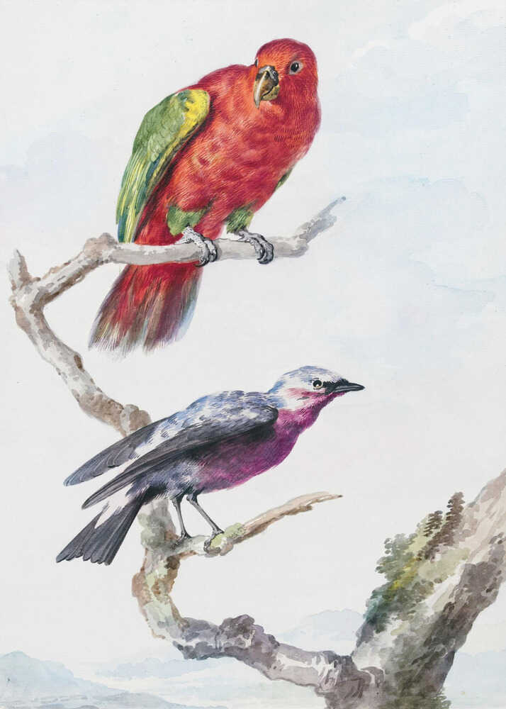 A vertical vintage watercolor illustration of two birds perched on a branch against a light background, enclosed in a black frame. The top bird is a bright red parrot with green wing accents. The lower bird is smaller, with a purple chest, a grey head, and dark wings. Print