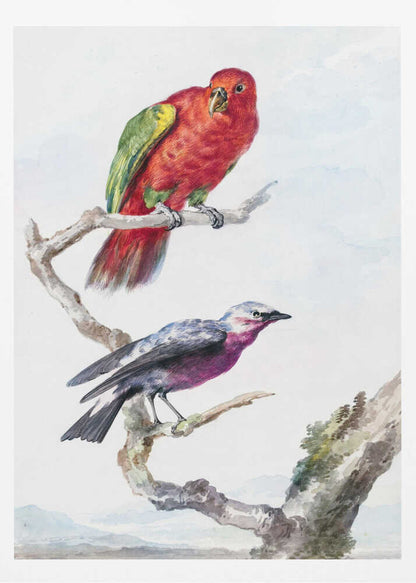 A vertical vintage watercolor illustration of two birds perched on a branch against a light background, enclosed in a black frame. The top bird is a bright red parrot with green wing accents. The lower bird is smaller, with a purple chest, a grey head, and dark wings. Print