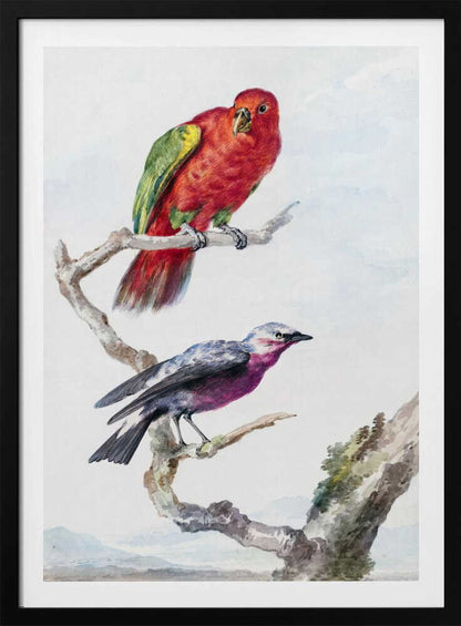 A vertical vintage watercolor illustration of two birds perched on a branch against a light background, enclosed in a black frame. The top bird is a bright red parrot with green wing accents. The lower bird is smaller, with a purple chest, a grey head, and dark wings. Print
