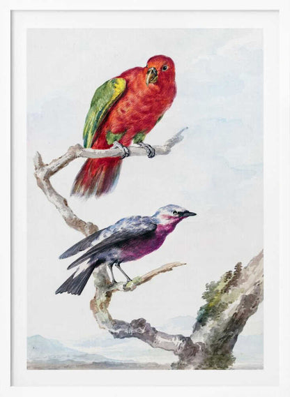 A vertical vintage watercolor illustration of two birds perched on a branch against a light background, enclosed in a black frame. The top bird is a bright red parrot with green wing accents. The lower bird is smaller, with a purple chest, a grey head, and dark wings. Print