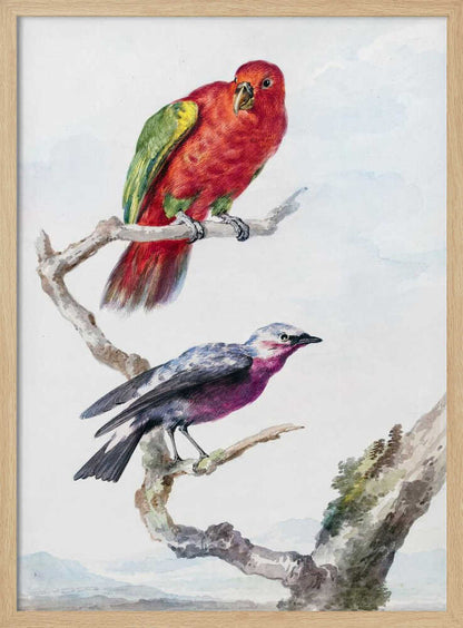 A vertical vintage watercolor illustration of two birds perched on a branch against a light background, enclosed in a black frame. The top bird is a bright red parrot with green wing accents. The lower bird is smaller, with a purple chest, a grey head, and dark wings. Print