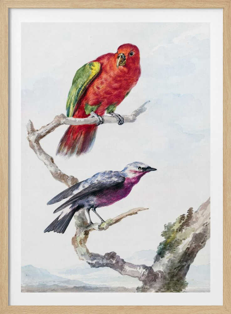 A vertical vintage watercolor illustration of two birds perched on a branch against a light background, enclosed in a black frame. The top bird is a bright red parrot with green wing accents. The lower bird is smaller, with a purple chest, a grey head, and dark wings. Print