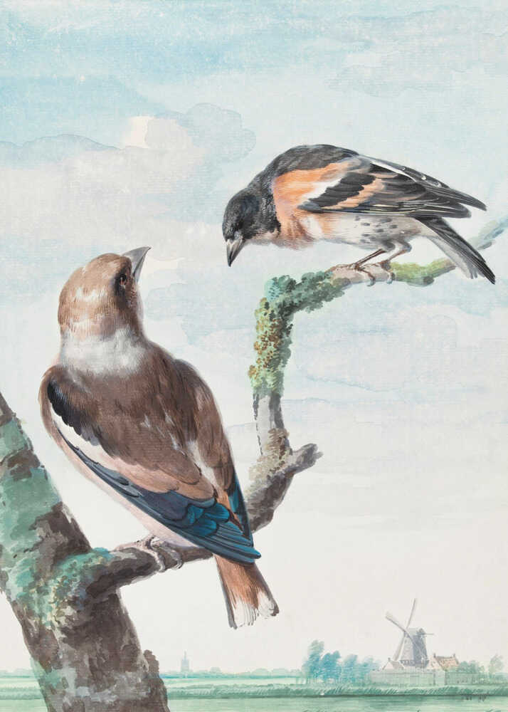 A vintage watercolor painting of two birds perched on branches against a soft blue sky. In the foreground, a Hawfinch with brown and blue feathers sits on a thick branch, while a Brambling with orange, black, and white plumage perches above. A classic Dutch landscape with a windmill is visible in the distant background. Wall Art