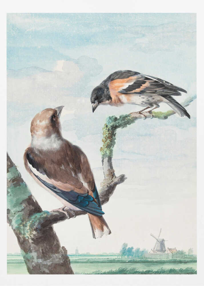 A vintage watercolor painting of two birds perched on branches against a soft blue sky. In the foreground, a Hawfinch with brown and blue feathers sits on a thick branch, while a Brambling with orange, black, and white plumage perches above. A classic Dutch landscape with a windmill is visible in the distant background. Wall Art