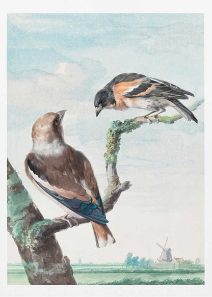 A vintage watercolor painting of two birds perched on branches against a soft blue sky. In the foreground, a Hawfinch with brown and blue feathers sits on a thick branch, while a Brambling with orange, black, and white plumage perches above. A classic Dutch landscape with a windmill is visible in the distant background. Wall Art