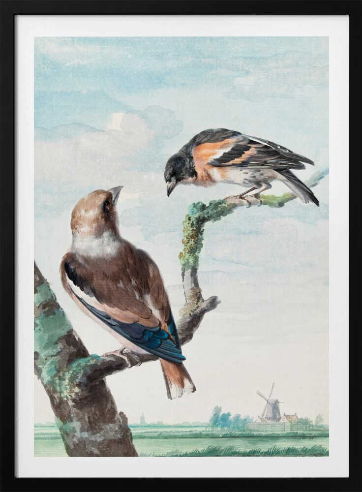 A vintage watercolor painting of two birds perched on branches against a soft blue sky. In the foreground, a Hawfinch with brown and blue feathers sits on a thick branch, while a Brambling with orange, black, and white plumage perches above. A classic Dutch landscape with a windmill is visible in the distant background. Wall Art
