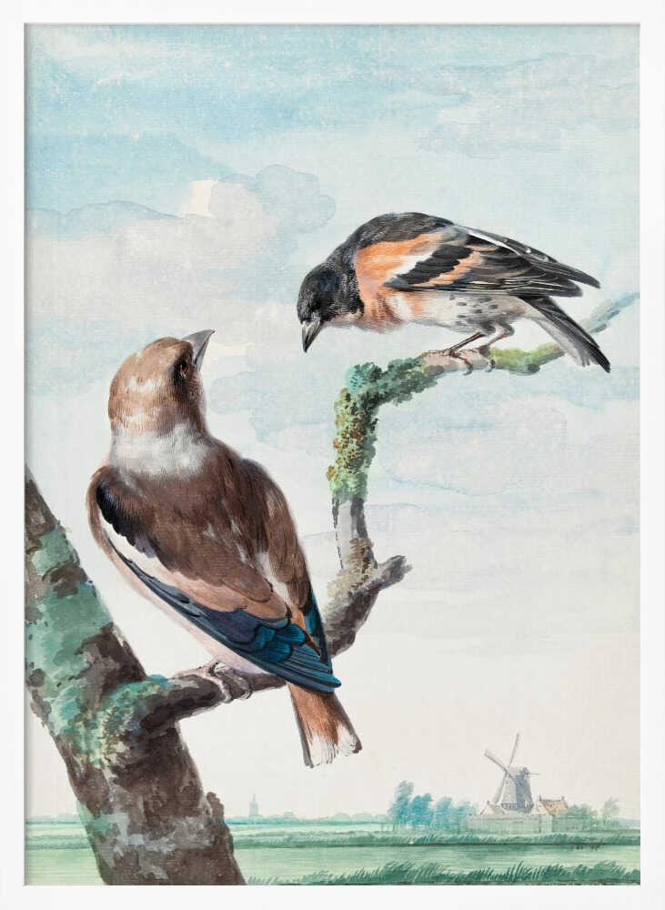 A vintage watercolor painting of two birds perched on branches against a soft blue sky. In the foreground, a Hawfinch with brown and blue feathers sits on a thick branch, while a Brambling with orange, black, and white plumage perches above. A classic Dutch landscape with a windmill is visible in the distant background. Wall Art
