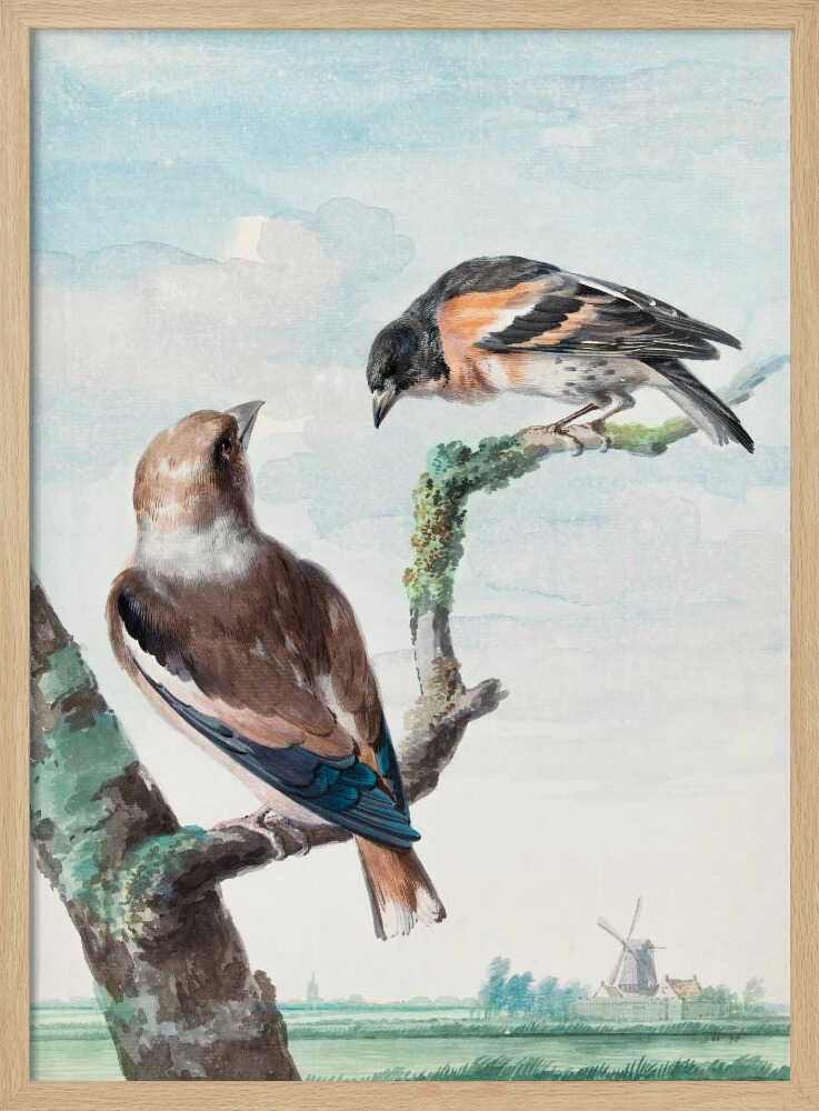 A vintage watercolor painting of two birds perched on branches against a soft blue sky. In the foreground, a Hawfinch with brown and blue feathers sits on a thick branch, while a Brambling with orange, black, and white plumage perches above. A classic Dutch landscape with a windmill is visible in the distant background. Wall Art