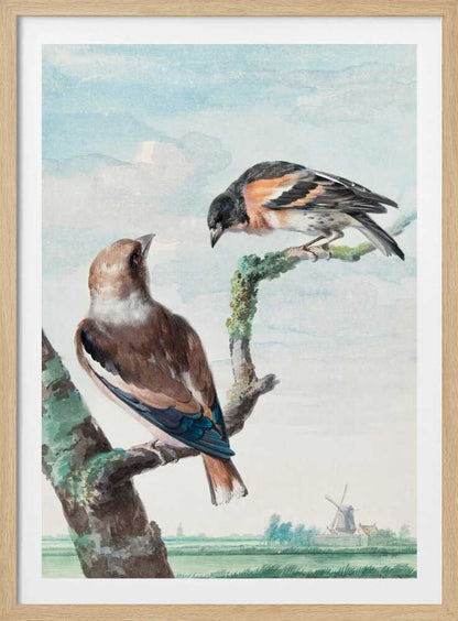 A vintage watercolor painting of two birds perched on branches against a soft blue sky. In the foreground, a Hawfinch with brown and blue feathers sits on a thick branch, while a Brambling with orange, black, and white plumage perches above. A classic Dutch landscape with a windmill is visible in the distant background. Wall Art