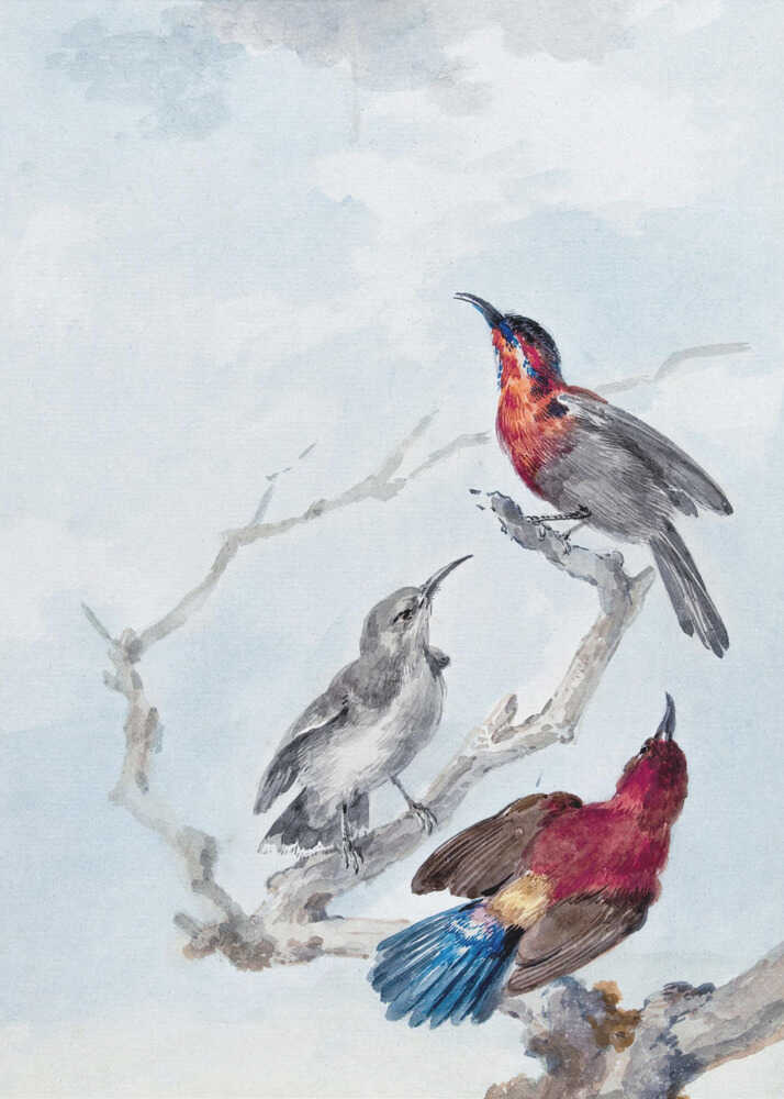 A vintage watercolor illustration of three birds on a gnarled branch against a soft blue and grey sky. One bird has a red and blue head, another is grey, and the third displays a crimson back and vibrant blue tail feathers. The artwork is presented in a simple black frame. Poster