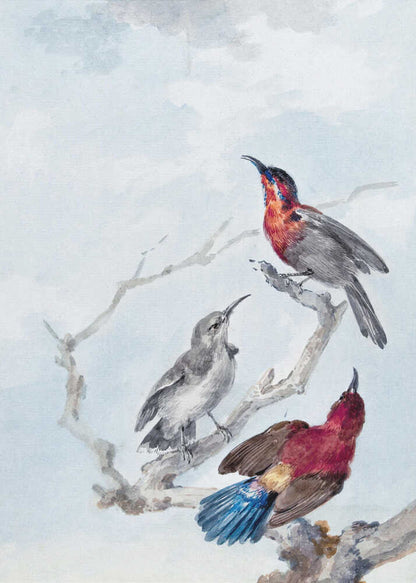 A vintage watercolor illustration of three birds on a gnarled branch against a soft blue and grey sky. One bird has a red and blue head, another is grey, and the third displays a crimson back and vibrant blue tail feathers. The artwork is presented in a simple black frame. Poster