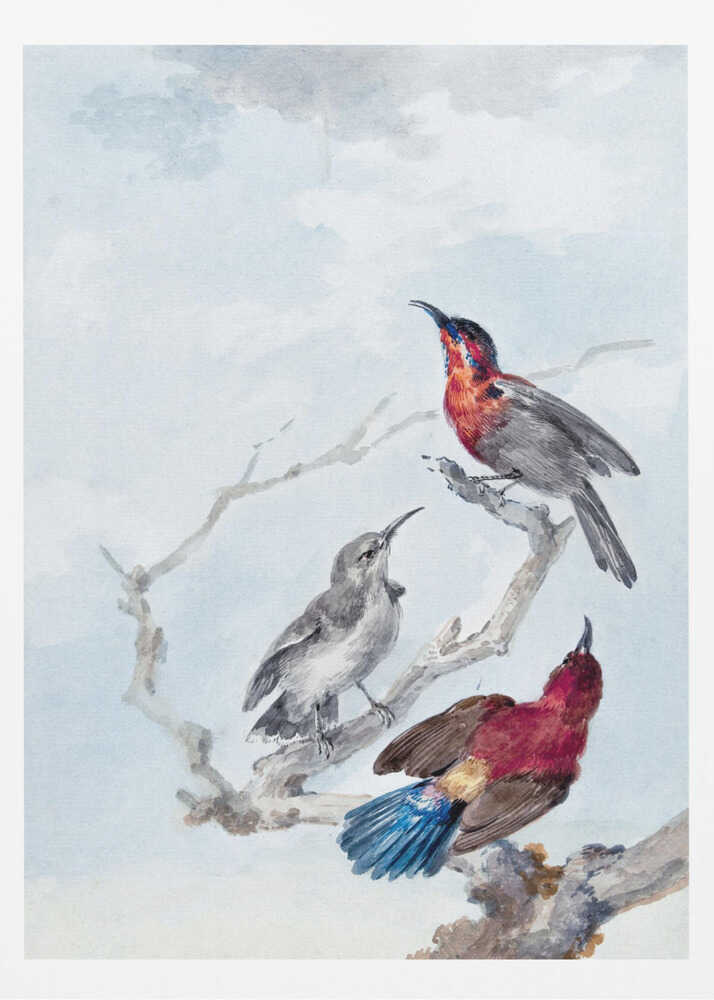 A vintage watercolor illustration of three birds on a gnarled branch against a soft blue and grey sky. One bird has a red and blue head, another is grey, and the third displays a crimson back and vibrant blue tail feathers. The artwork is presented in a simple black frame. Poster