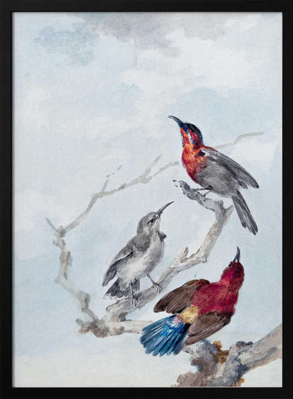A vintage watercolor illustration of three birds on a gnarled branch against a soft blue and grey sky. One bird has a red and blue head, another is grey, and the third displays a crimson back and vibrant blue tail feathers. The artwork is presented in a simple black frame. Poster