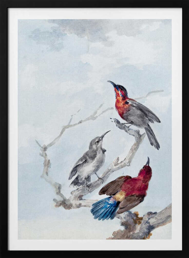 A vintage watercolor illustration of three birds on a gnarled branch against a soft blue and grey sky. One bird has a red and blue head, another is grey, and the third displays a crimson back and vibrant blue tail feathers. The artwork is presented in a simple black frame. Poster