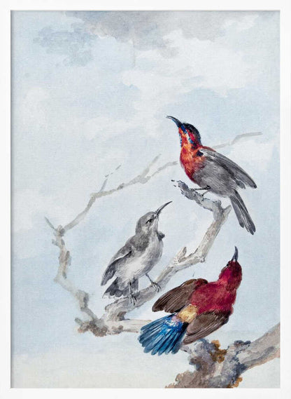 A vintage watercolor illustration of three birds on a gnarled branch against a soft blue and grey sky. One bird has a red and blue head, another is grey, and the third displays a crimson back and vibrant blue tail feathers. The artwork is presented in a simple black frame. Poster