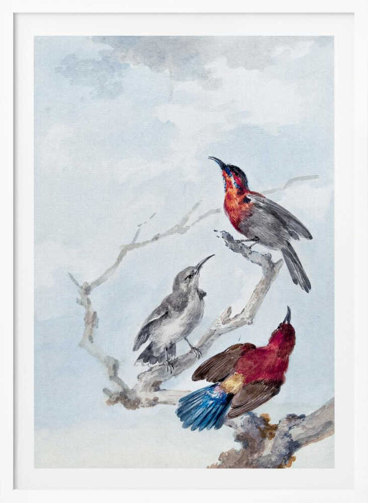 A vintage watercolor illustration of three birds on a gnarled branch against a soft blue and grey sky. One bird has a red and blue head, another is grey, and the third displays a crimson back and vibrant blue tail feathers. The artwork is presented in a simple black frame. Poster