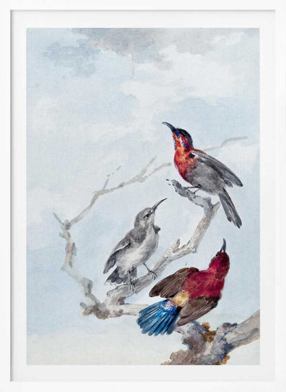 A vintage watercolor illustration of three birds on a gnarled branch against a soft blue and grey sky. One bird has a red and blue head, another is grey, and the third displays a crimson back and vibrant blue tail feathers. The artwork is presented in a simple black frame. Poster