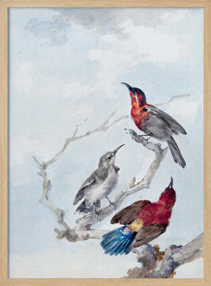 A vintage watercolor illustration of three birds on a gnarled branch against a soft blue and grey sky. One bird has a red and blue head, another is grey, and the third displays a crimson back and vibrant blue tail feathers. The artwork is presented in a simple black frame. Poster