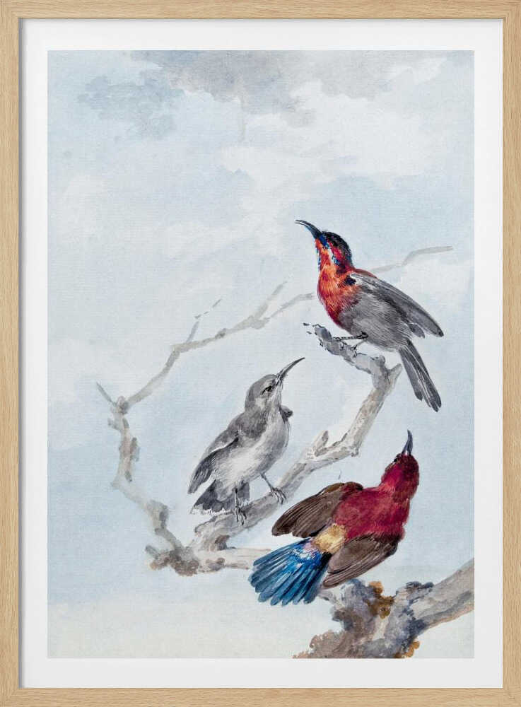 A vintage watercolor illustration of three birds on a gnarled branch against a soft blue and grey sky. One bird has a red and blue head, another is grey, and the third displays a crimson back and vibrant blue tail feathers. The artwork is presented in a simple black frame. Poster