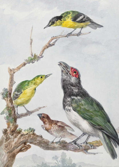 A vintage watercolor illustration of four different birds perched together on a gnarled, mossy branch against a pale, cloudy sky. The birds include two small yellow and green birds, a larger bird with dark green wings, a white belly, a black head and a red patch around its eye, and a small brown bird with a patterned chest. Print