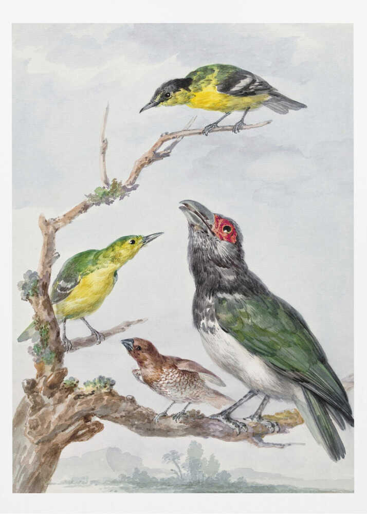 A vintage watercolor illustration of four different birds perched together on a gnarled, mossy branch against a pale, cloudy sky. The birds include two small yellow and green birds, a larger bird with dark green wings, a white belly, a black head and a red patch around its eye, and a small brown bird with a patterned chest. Print