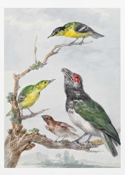 A vintage watercolor illustration of four different birds perched together on a gnarled, mossy branch against a pale, cloudy sky. The birds include two small yellow and green birds, a larger bird with dark green wings, a white belly, a black head and a red patch around its eye, and a small brown bird with a patterned chest. Print